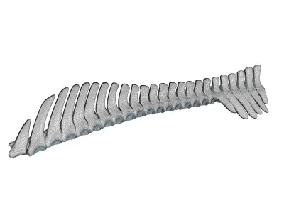 Detailed Animal Spine Model 3D model
