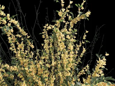 New Plant High detail Cytisus scoparius Small 3D model