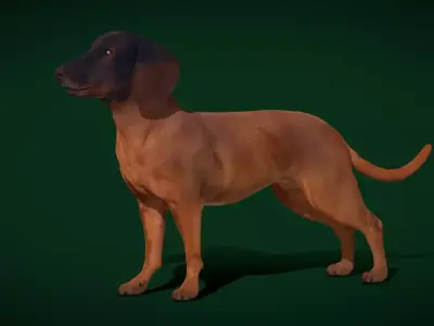 Bavarian Mountain Hound Dog Breed 3D model