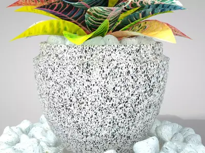 Plant Croton Petra 3D model