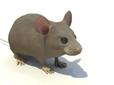 Mouse - animal 3D model