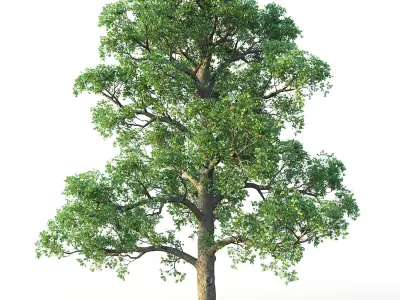 White Oak Set 3D model