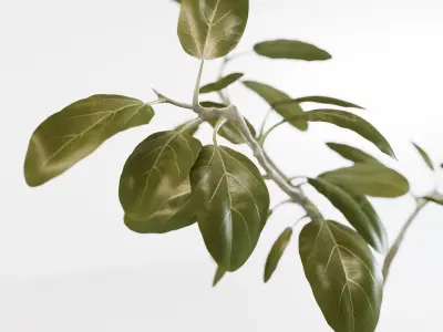 Ficus altissima 3D model