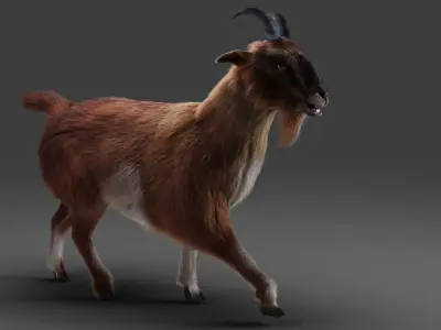 Fur Goat 04 Rigged in Blender  Low-poly 3D model