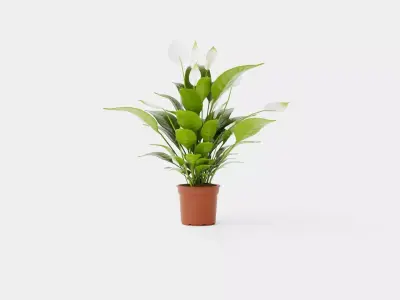 Spathiphyllum Verdi Low-poly 3D model