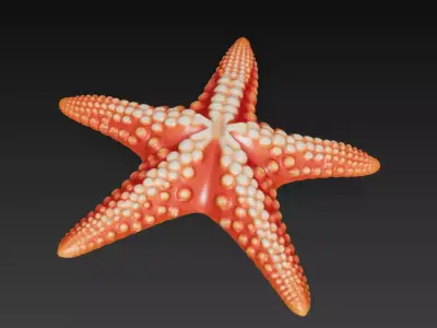 Starfish Realistic 3D Model Basic - Low Poly Realistic Low-poly 3D model