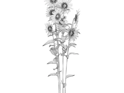 Sunflowers Helianthus 3D model