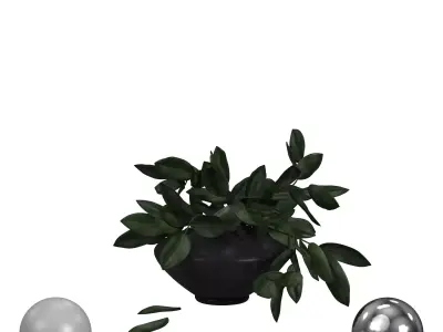 Plant in black vase 3D model