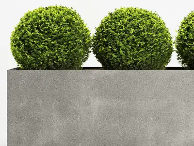 Boxwood Topiary Three Balls 3D model