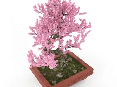 Sakura bonsai 3D model