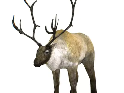 LowPoly Realistic Reindeer Low-poly 3D model