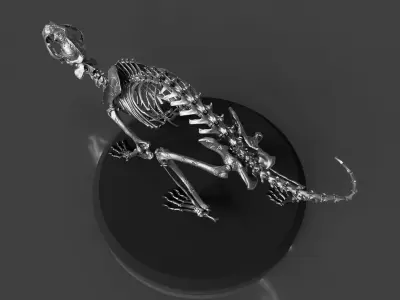 Silver CAT Skeleton 3D model