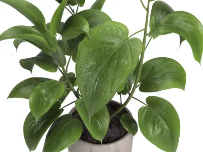indoor plant 052 3D model
