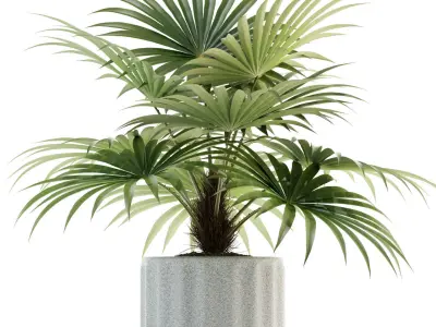 Plants collection 94 3D model