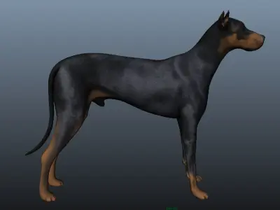 Dog 3D model rig Low-poly 3D model