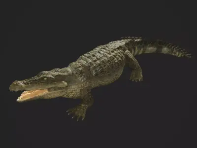3d crocodile model alligator Low-poly 3D model