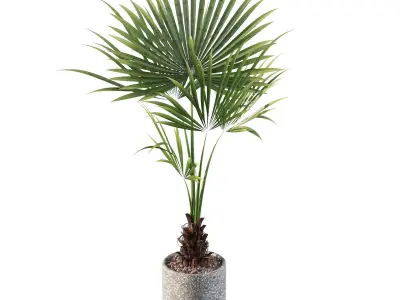Washingtonia filifera palm in terrazio flowerpot 3D model