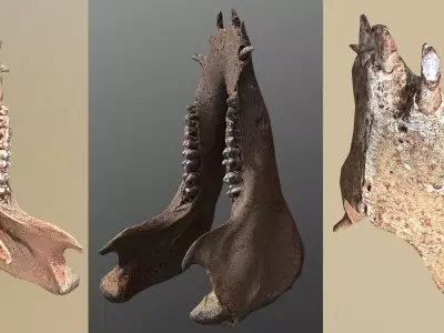 photorealistic 3D scanned wild boar lower jaw  Low-poly 3D model