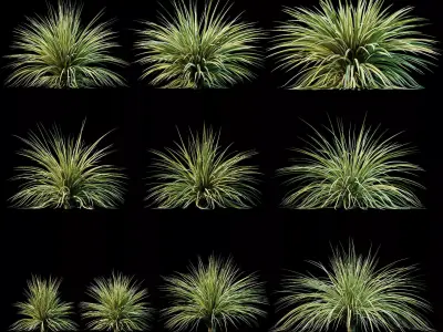Yucca plant for the exterior 10 models 3D model