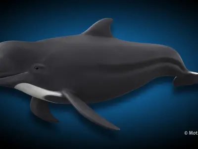 Pilot Whale 3D model