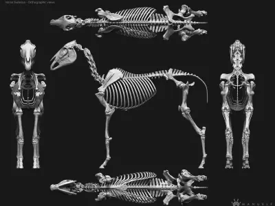 3D Horse Skeleton 3D model