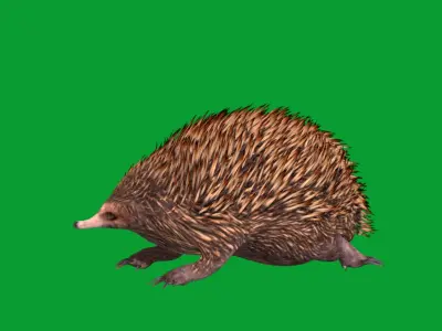 Echidna Low-poly 3D model