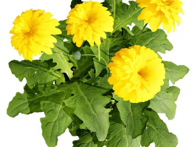 South African Glorious Patio Gerbera Low-poly 3D model