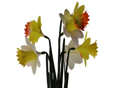 Daffodils in vase 3D model