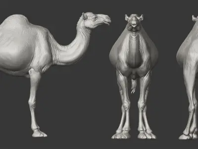  Dromedary Camels  - TPose 3D model