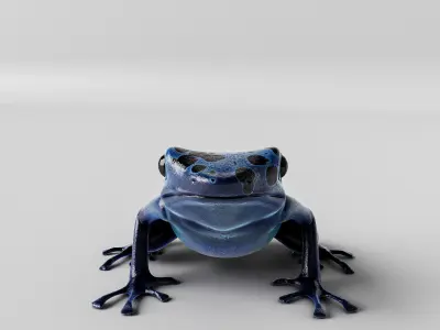 Blue Poison Dart frog 3D Model Low-poly 3D model