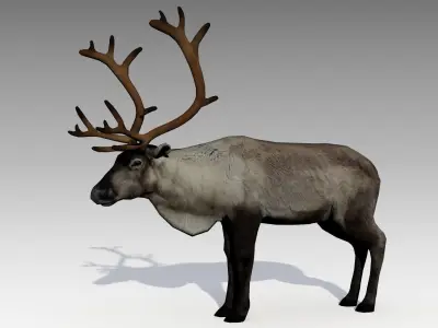 Reindeer Animated Low-poly 3D model