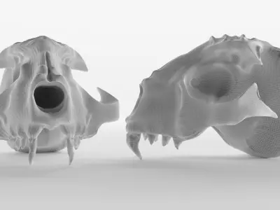 Skull bone model 3D model