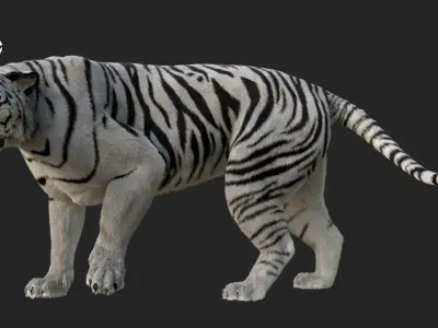 White Tiger 3D model
