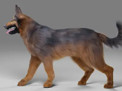 Fur German Shepherd No Rigged Low-poly 3D model