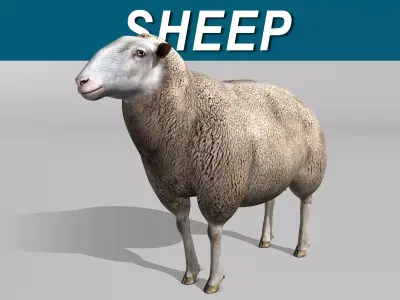Sheep 3D model