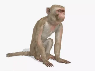 Macaque Low-poly 3D model