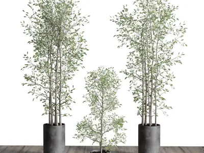 indoor plant set 375 plant tree branch bush concrete dirt vase Low-poly 3D model