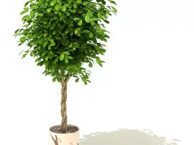 Green Potted Tree 3D model
