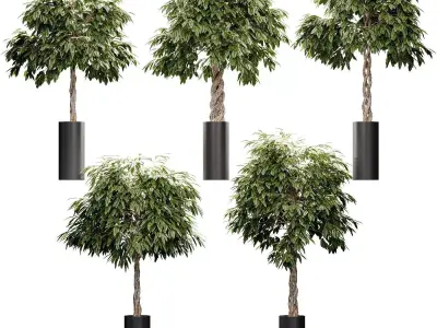 The ficus is large - 5 models 3D model