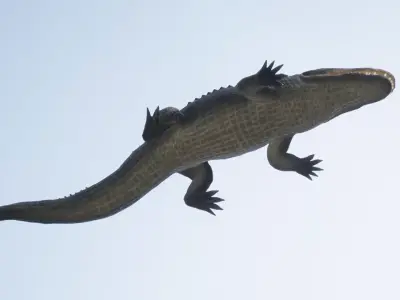 Alligator Low-poly 3D model get