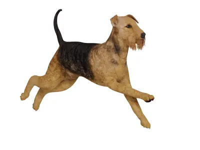 Airedale Terrier Dog Low-poly 3D model