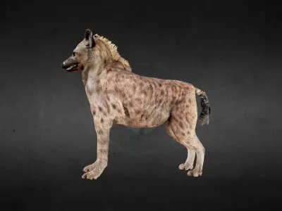 Hyena Spotted Animated PBR Low-poly 3D model