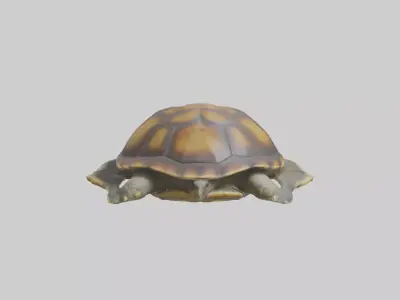 Flatback Turtle resting model Low-poly 3D model