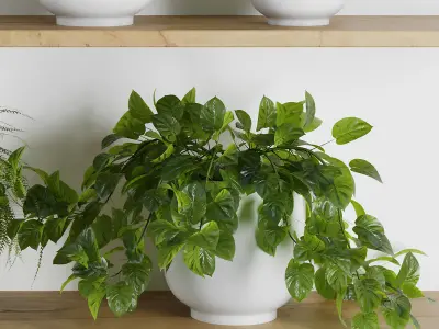 Plants on Shelf SetV1 3D model