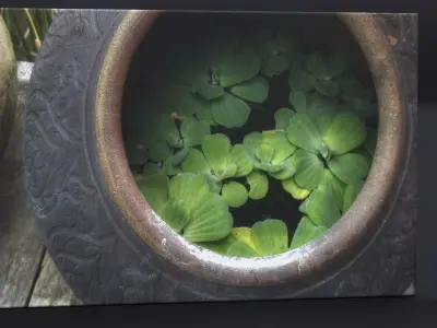 CANVAS PRINT TITLE THAI WATER LILLY 3D model