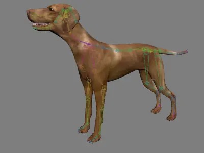 Vizsla Dog Low-poly 3D model
