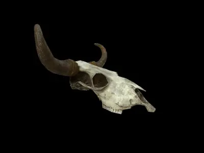 Cow Skull - PBR - Textured Low-poly 3D model