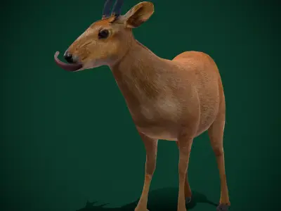 Duiker Brown Antelope Animal Low-poly 3D model