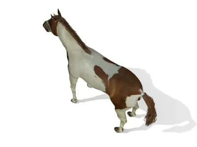 Detailed Paint Horse - Pinto 3D model