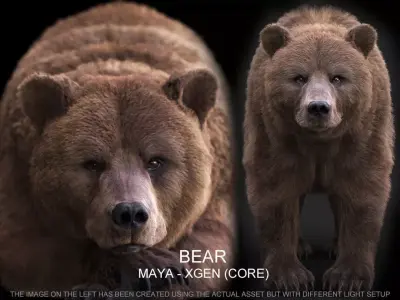 Bear xgen core 3D model